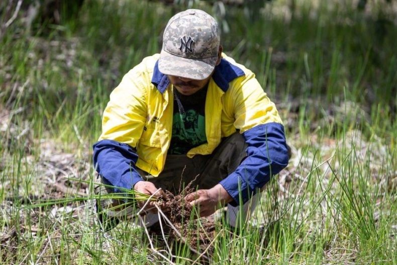 4-selective-removal-of-wetland-spp-at-woodcutters-by-a-warai-traditional-owner-glen-ware-photoa